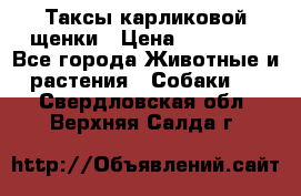 Таксы карликовой щенки › Цена ­ 20 000 - Все города Животные и растения » Собаки   . Свердловская обл.,Верхняя Салда г.